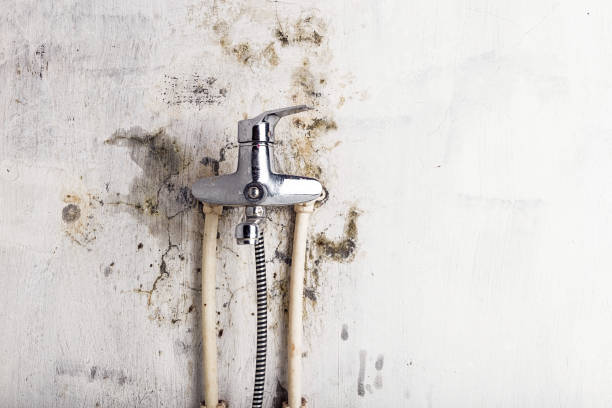 Best Mold Removal Company Near Me  in New Chicago, IN