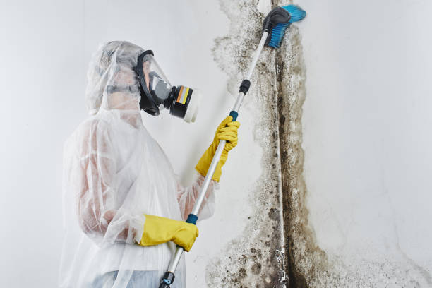 Best Residential Mold Removal  in New Chicago, IN