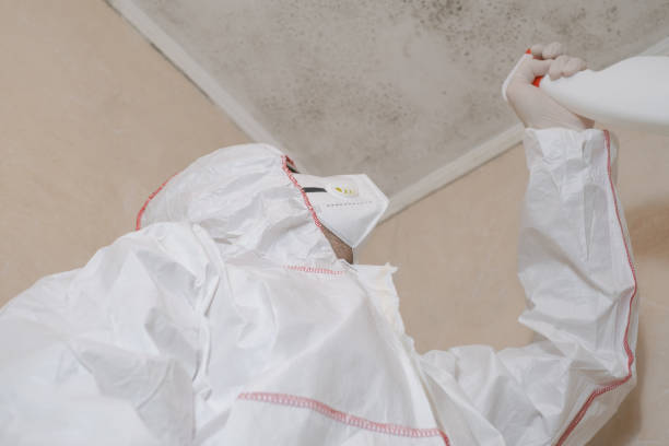 Best Attic Mold Removal  in New Chicago, IN