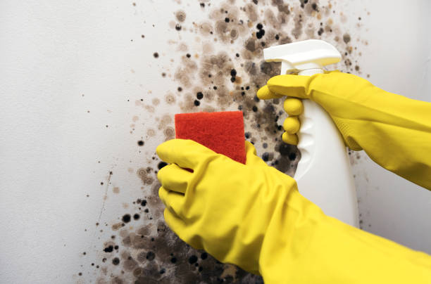 Mold Testing and Removal in New Chicago, IN