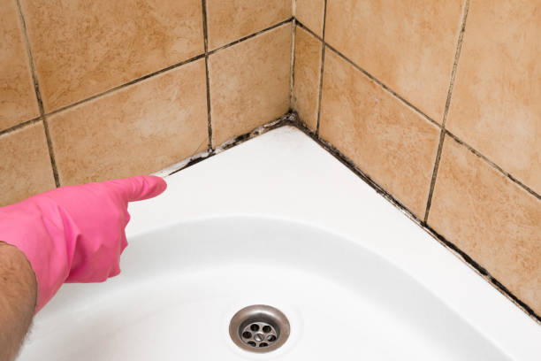 Best Fast Mold Removal  in New Chicago, IN